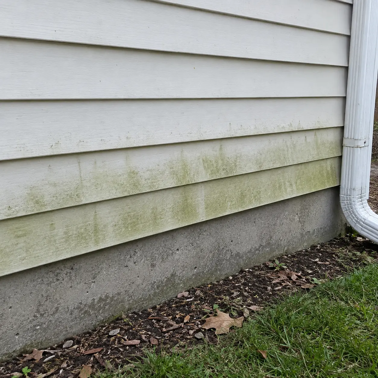 Green algae staining on lower house siding beside a white downspout and concrete foundation.